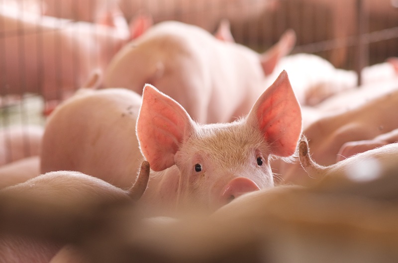 Los síntomas en la población porcina son fiebre alta, pérdida de apetito, hemorragias de la piel y órganos internos. No existen vacunas contra el virus.
