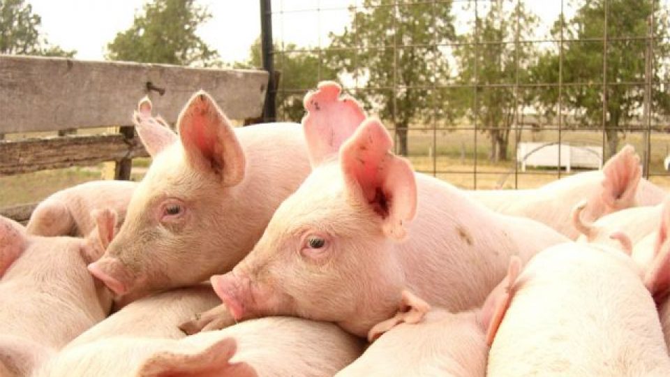 Empresas asociadas a ChileCarne participaron de capacitación que buscó impulsar su certificación en el estándar porcino