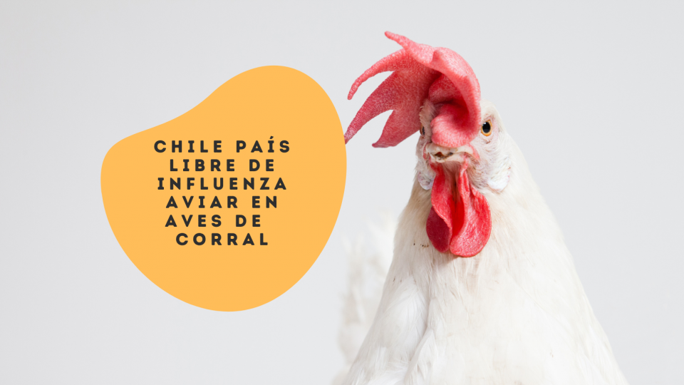 Chile país libre de influenza aviar en aves de corral