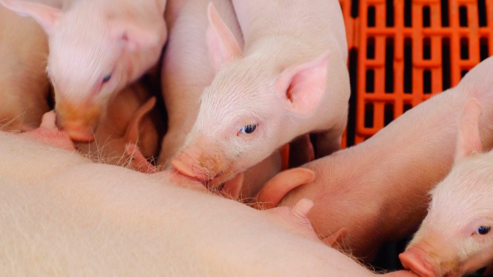 Pork industry challenges in 2022